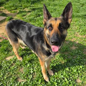 German Shepherd Dog Dogs Available for Adoption - Azula | PetCurious