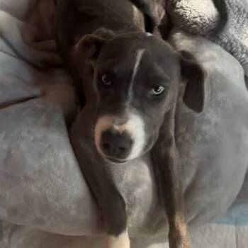 Rescue Boxer and American Staffordshire Terrier Dogs for Adoption - Abbey | PetCurious