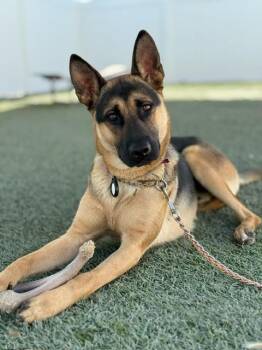 Rescue Shepherd Dogs for Adoption in Los Angeles, California - Liam | PetCurious
