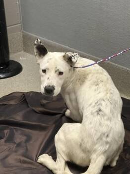 LANNIE -  Labrador Retriever Dog for Adoption in Las Vegas, Nevada - LANNIE | PetCurious