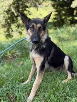 Karina- Transport -  German Shepherd Dog Dog for Adoption in Gradyville, Kentucky - Karina- Transport | PetCurious