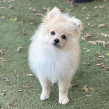 Pomeranian Dogs Available for Adoption - Peanut *Head Tilt | PetCurious