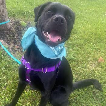 Barney -  Mixed Breed Dog for Adoption in Canal Winchester, Ohio - Barney | PetCurious