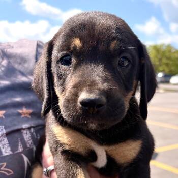Jolene -  Hound Dog for Adoption in Albany, New York - Jolene | PetCurious