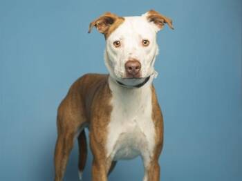 Pit Bull Terrier and Mixed Breed Dogs Available for Adoption in Phoenix, Arizona - STEWART | PetCurious