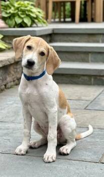 **SWIFT** -  Labrador Retriever Dog for Adoption in North Prairie, Wisconsin - **SWIFT** | PetCurious