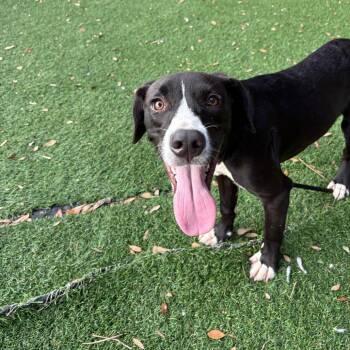 Geppetto -  Hound and Mixed Breed Dog for Adoption in Port Richey, Florida - Geppetto | PetCurious