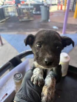Shepherd and Mixed Breed Dogs Available for Adoption in El Paso, Texas - Dylan* | PetCurious