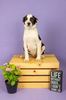 Australian Cattle Dog Blue Heeler Dogs Available for Adoption - 152-26 | PetCurious