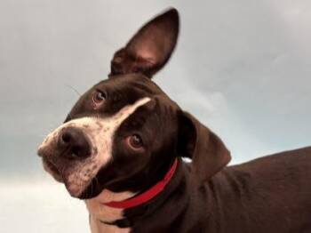 Brandi -  Boston Terrier and Mixed Breed Dog for Adoption in Minneapolis, Minnesota - Brandi | PetCurious