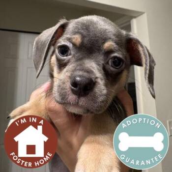 Luca -  Mixed Breed Dog for Adoption in Janesville, Wisconsin - Luca | PetCurious