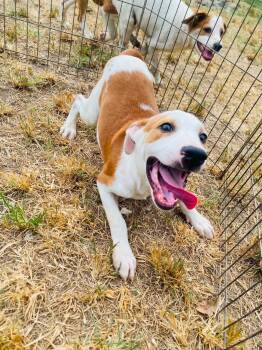 Dudley -  Labrador Retriever Dog for Adoption in Milford, New Hampshire - Dudley | PetCurious