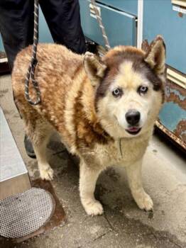 Siberian Husky Dogs Available for Adoption in Woodland, California - KACEY | PetCurious