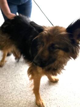 Sunflower -  German Shepherd Dog Dog for Adoption in Auburn, Indiana - Sunflower | PetCurious