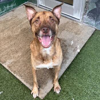 Cheddar -  Mixed Breed Dog for Adoption in Fairport, New York - Cheddar | PetCurious