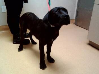 Mastiff and Mixed Breed Dogs Available for Adoption in Martinez, California - MELODY | PetCurious