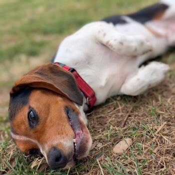 Jesse -  Beagle Dog for Adoption in Nowata, Oklahoma - Jesse | PetCurious