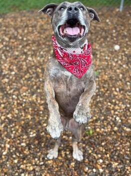 Pit Bull Terrier Dogs Available for Adoption in Maryville, Tennessee - Dooley Mouse | PetCurious