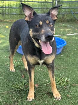 Cupcake -  German Shepherd Dog Dog for Adoption in Anderson, Indiana - Cupcake | PetCurious