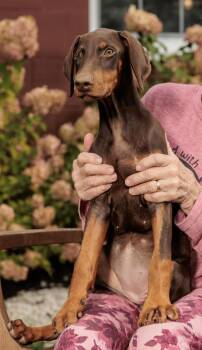 Rescue Doberman Pinscher Dogs for Adoption in Chester Springs, Pennsylvania - Stacey | PetCurious