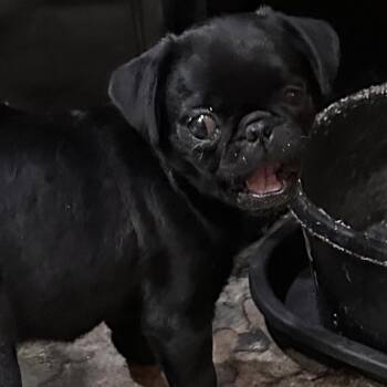 Violet -  Pug Dog for Adoption in Kansas City, Missouri - Violet | PetCurious