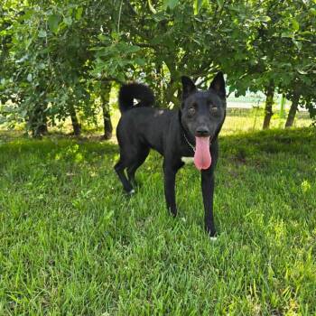 Haeng-un -  Jindo Dog for Adoption in Northbrook, Illinois - Haeng-un | PetCurious