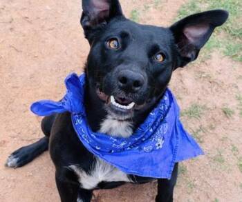 Terrier and Mixed Breed Dogs Available for Adoption in Seneca, South Carolina - Birdie $85 | PetCurious