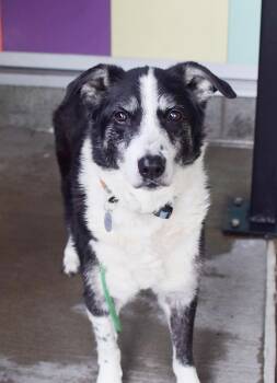 Border Collie Dogs Available for Adoption in Pontiac, Michigan - Mell | PetCurious