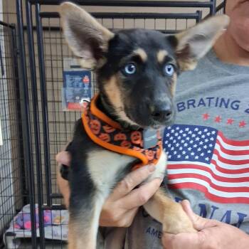 Priya -  German Shepherd Dog Dog for Adoption in Denison, Texas - Priya | PetCurious