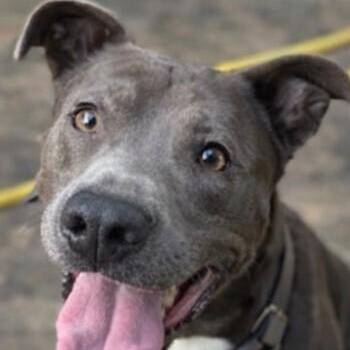 Rex Loves Toys -  Pit Bull Terrier and American Staffordshire Terrier Dog for Adoption in Friendswood, Texas - Rex Loves Toys | PetCurious