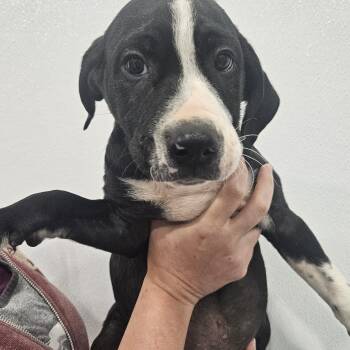 Bongo -  Labrador Retriever Dog for Adoption in Kalamazoo, Michigan - Bongo | PetCurious