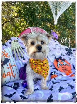 King -  Yorkshire Terrier Dog for Adoption in Sebring, Florida - King | PetCurious