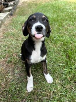 Terrier and Mixed Breed Dogs Available for Adoption - Cameron | PetCurious