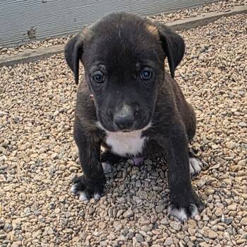 Rescue Plott Hound Dogs for Adoption in Austin, Texas - Phred JuM | PetCurious