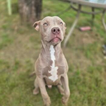 Harley -  Pit Bull Terrier Dog for Adoption in Dover, Arkansas - Harley | PetCurious