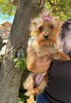 Paisley -  Labrador Retriever Dog for Adoption in Temecula, California - Paisley | PetCurious