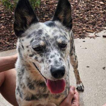 Rescue Australian Cattle Dog Blue Heeler Dogs for Adoption in Pahrump, Nevada - Lilly | PetCurious
