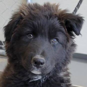 Mixed Breed Dogs Available for Adoption in Las Cruces, New Mexico - Mochaccino | PetCurious