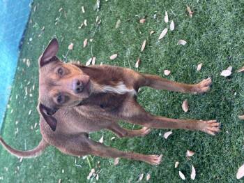 Freddie -  Mixed Breed Dog for Adoption in Vaughan, Ontario - Freddie | PetCurious