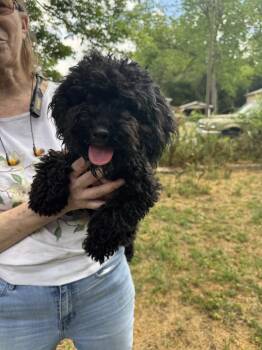 Miniature Poodle Dogs Available for Adoption in Aiken, South Carolina - Ty | PetCurious