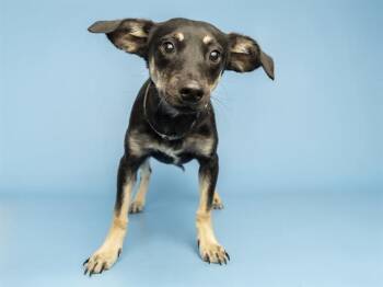 Chihuahua Dogs Available for Adoption in Phoenix, Arizona - ALMOND | PetCurious