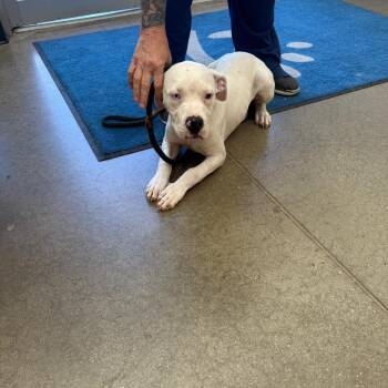 YORK-Stray-16622 -  Pit Bull Terrier Dog for Adoption in York, Pennsylvania - YORK-Stray-16622 | PetCurious
