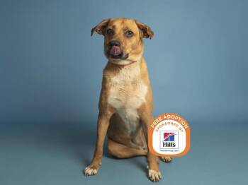 DORA -  Labrador Retriever Dog for Adoption in Phoenix, Arizona - DORA | PetCurious