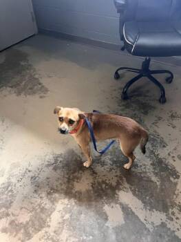 JOEY -  Beagle and Mixed Breed Dog for Adoption in Tallahassee, Florida - JOEY | PetCurious