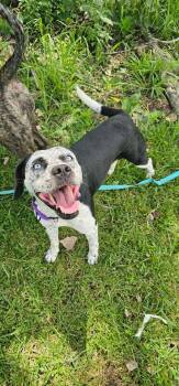 FRANKIE -  Husky Dog for Adoption in Du Quoin, Illinois - FRANKIE | PetCurious