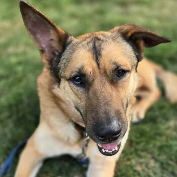 Rescue German Shepherd Dog and Mixed Breed Dogs for Adoption in Lemont, Illinois - Reese | PetCurious