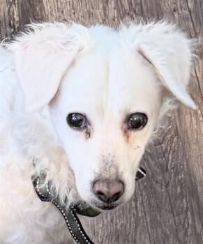 Cocker Spaniel Dogs Available for Adoption in Camarillo, California - STELLA | PetCurious