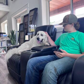 Kookie D11395 -  Great Pyrenees and Newfoundland Dog Dog for Adoption - Kookie D11395 | PetCurious