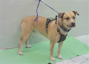 Labrador Retriever and Mixed Breed Dogs Available for Adoption in Houston, Texas - DEXTER | PetCurious