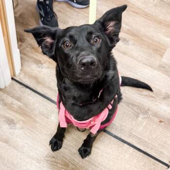Great Pyrenees and Mixed Breed Dogs Available for Adoption in Parker, Colorado - 371 (2026) Millie | PetCurious